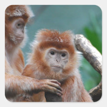 Red Langur Monkeys Stickers