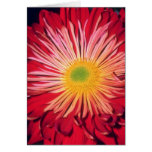Red Layered flowers Cards