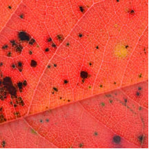 Red Leaf Macro Photo Cut Outs