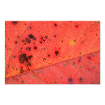 Red Leaf Macro Photograph