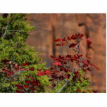 Red Leaves In Zion National Park Cut Outs