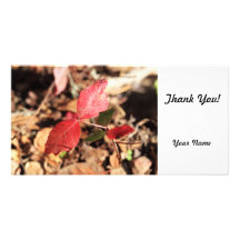 Red Leaves Photo Greeting Card