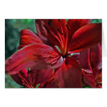 Red Lilly Postcard