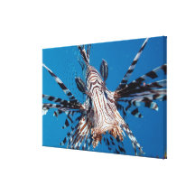 Red Lionfish 2 Canvas Print