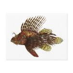 Red Lionfish Vintage Print Postcards