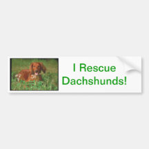 Red Long Haired Dachshund Bumper Sticker