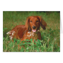 Red Long Haired Dachshund Card
