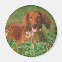Red Long Haired Dachshund Fridge Magnets