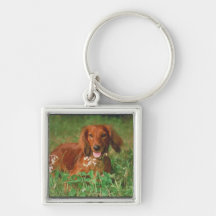 Red Long Haired Dachshund Keychain