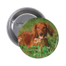 Red Long Haired Dachshund Pinback Buttons