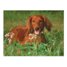 Red Long Haired Dachshund Post Cards