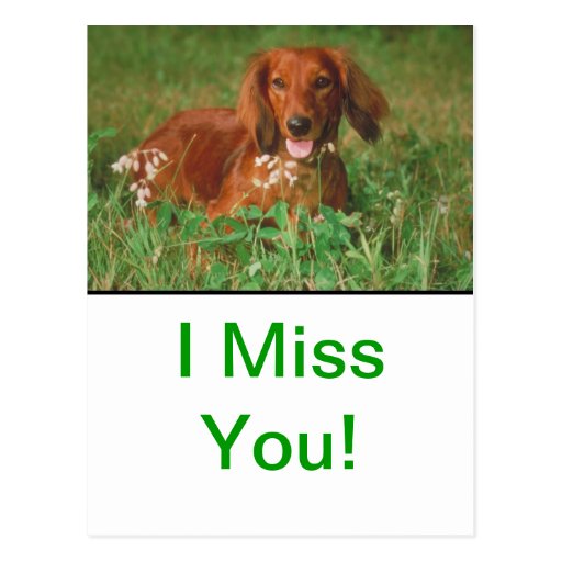 Red Long Haired Dachshund Postcards