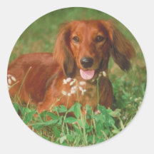 Red Long Haired Dachshund Stickers