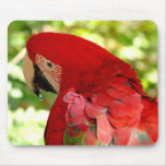 Red Macaw Mousepad