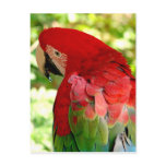 Red Macaw Parrot Postcard 2
