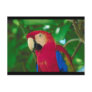 Red Macaw Postcard