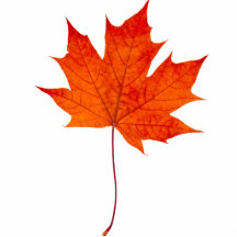 Red maple leaf photo cut out