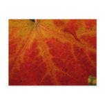 Red Maple Leaf Postcard