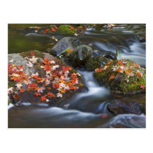 Red maple leaves carpet the rocks in the postcard