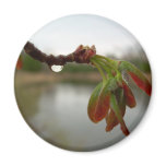 Red Maple Seed Pods at Dawn Magnet