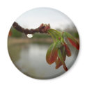 Red Maple Seed Pods at Dawn magnets