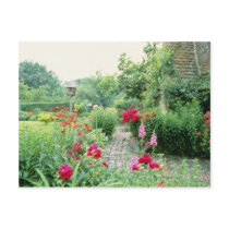 Red Mixed Cottage Garden - Peony, Pyrethrum, Alliu Postcard