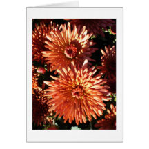 Red Mums Card