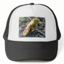 Red mushroom with yellow gills hats