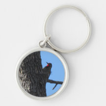 Red-naped Sapsucker Key Chain