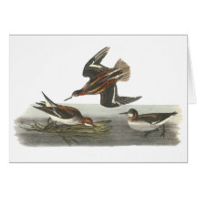 Red-necked Phalarope, John Audubon Greeting Card