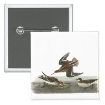 Red-necked Phalarope, John Audubon Pinback Button