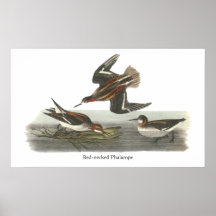 Red-necked Phalarope, John Audubon Posters