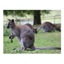 Red-necked Wallaby Postcard