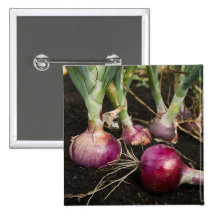Red Onions Pin