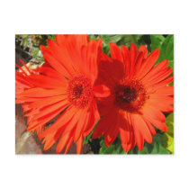 Red-Orange Painted Daisy Up Close Post Cards