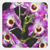 Red Orchid dendrobium-noble-hybrid flowers Sticker