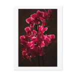Red Orchid Flower Card Post Card