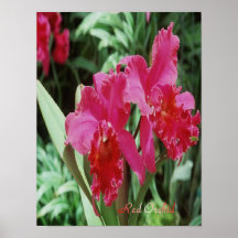 Red-Orchid poster