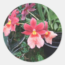 Red Orchid Round Sticker
