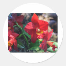 red orchid round stickers