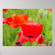 Red Oriental Poppy Flower art prints Poppies
