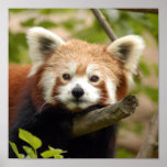red-panda-007 print