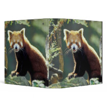 Red Panda Ailurus fulgens) Binder