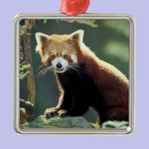 Red Panda Ailurus fulgens) ornaments
