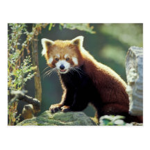 Red Panda Ailurus fulgens) Postcards