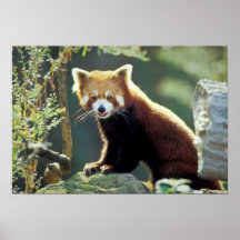 Red Panda Ailurus fulgens) Print