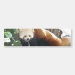 Red Panda Bear Bumper Sticker