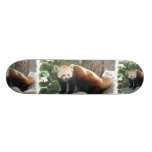 Red Panda Bear on a Skateboard