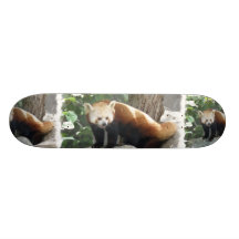 Red Panda Bear on a Skateboard