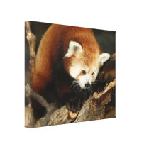 Red Panda